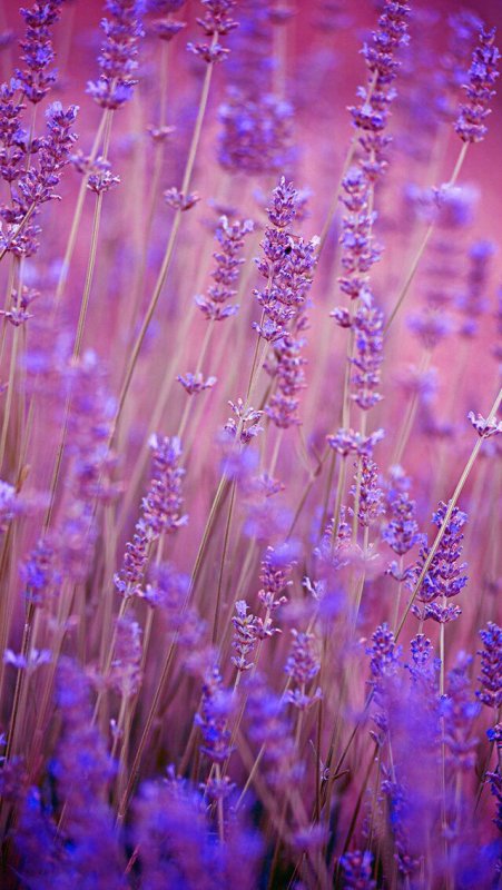 Лавандовый цвет