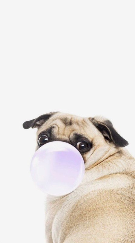 Мопс с жвачкой