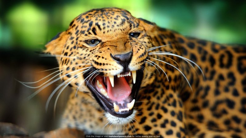 Ягуар и леопард