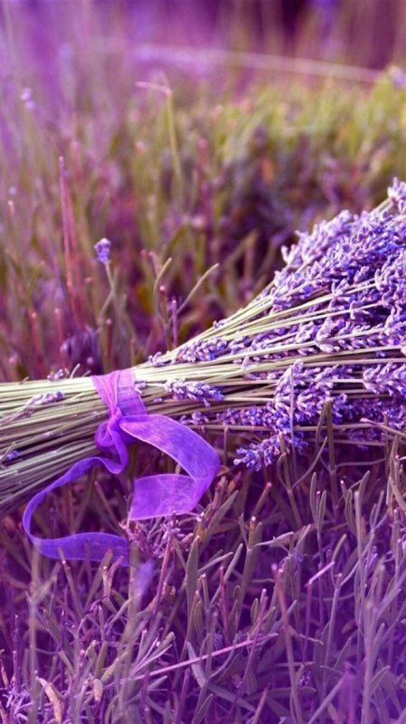 Лаванда цветок