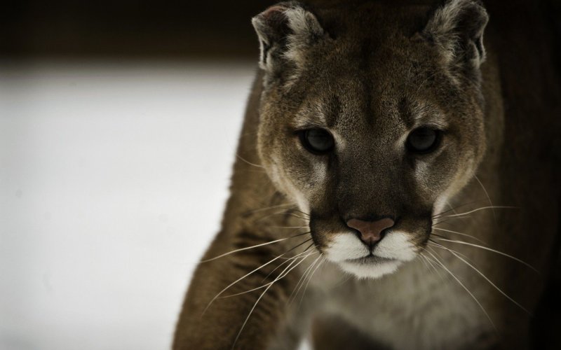 Горная Пума