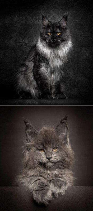 Длинношерстный Мейн кун