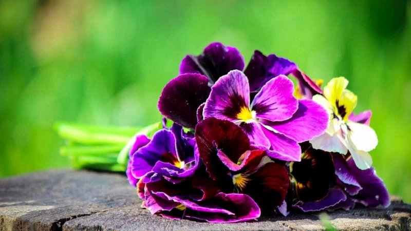 Фиалка НК Анютины глазки