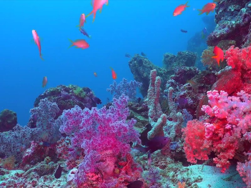 Коралловые рифы красного моря