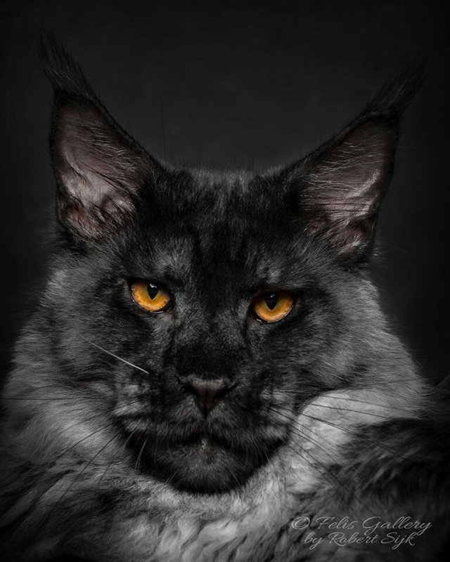 Мейн кун черный