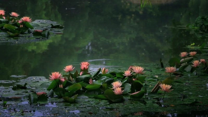 Кубышка Болотная