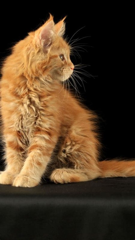 Мейн кун рыжий котенок