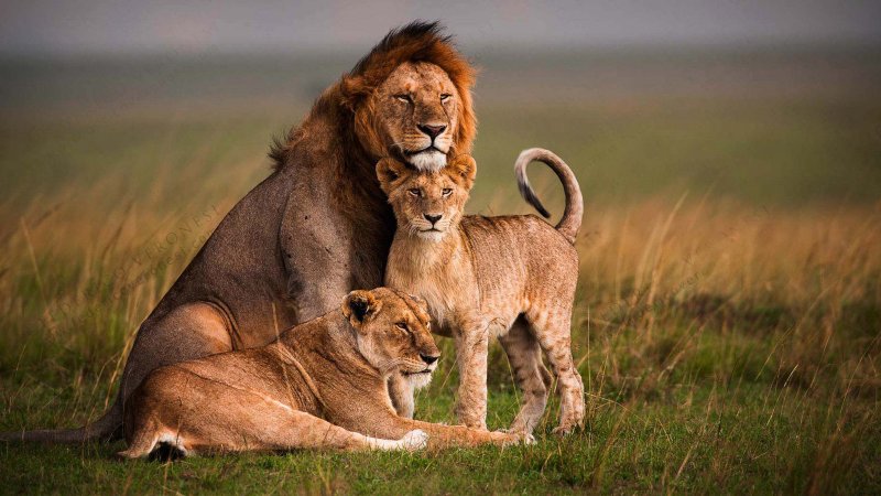 Лев львица и Львенок