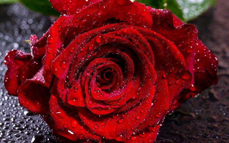 Красные розы