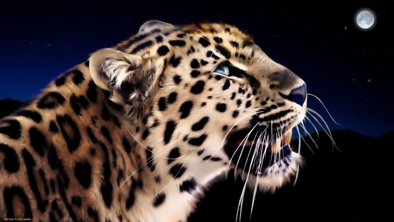 Пятнистый леопард