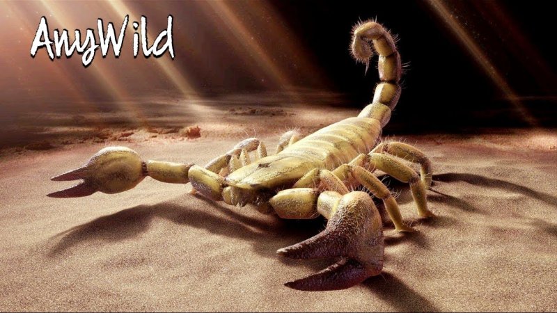 Скорпион картинки