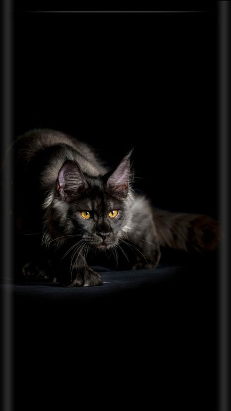 Мейн кун черный