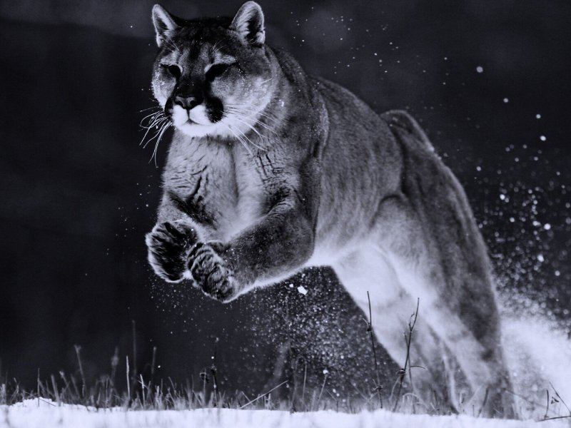 Горный тигр Пума