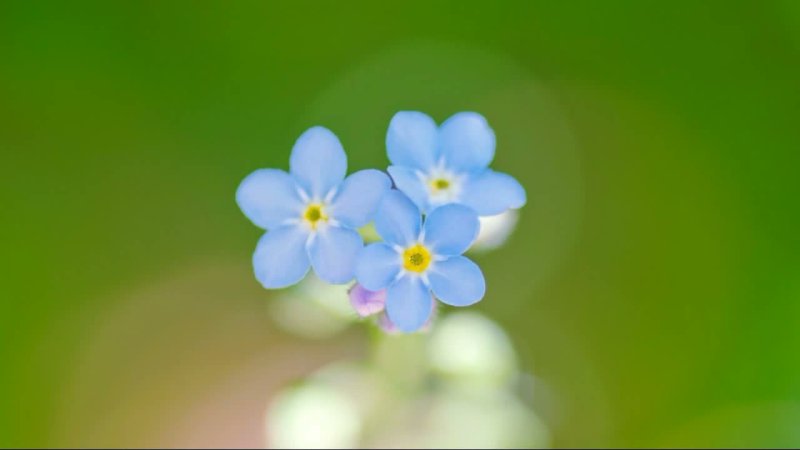 Незабудка голубая