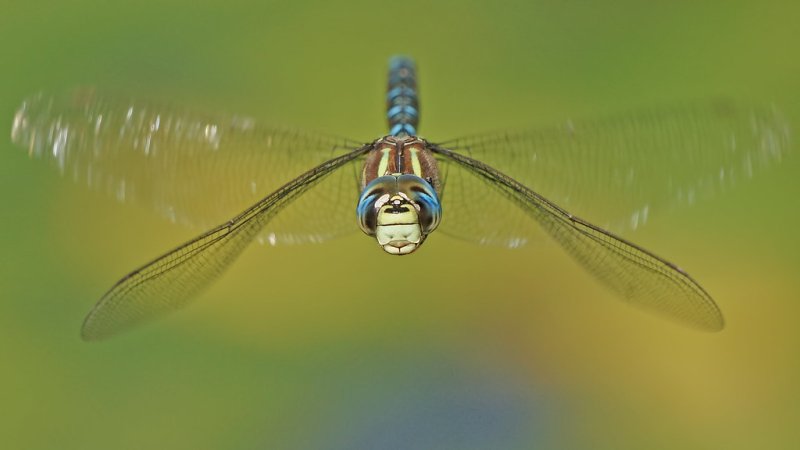 Макромир Стрекоза