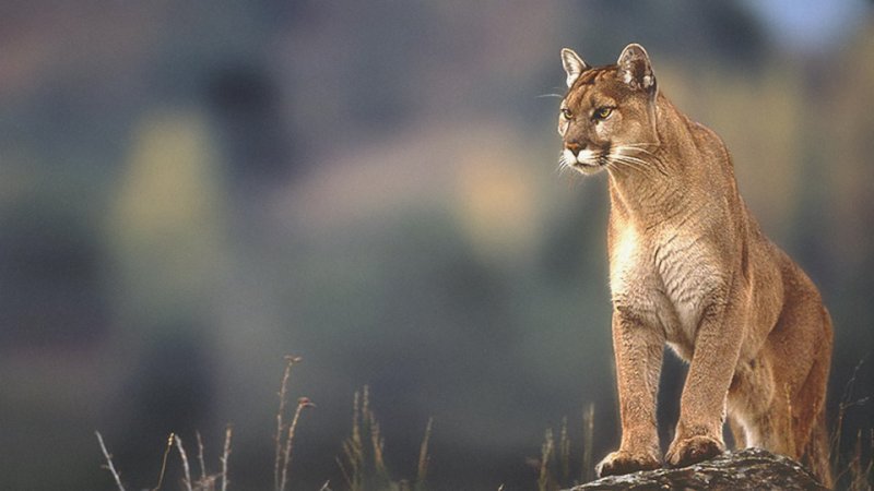 Пума природная зона