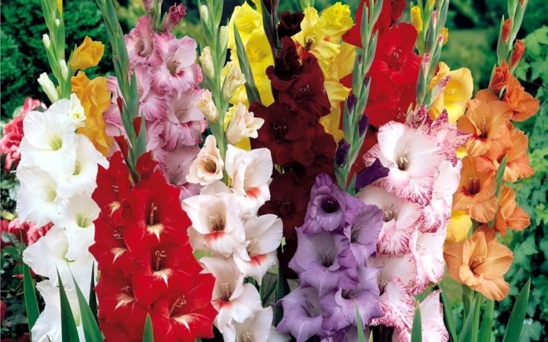 Гладиолус Гранд Паваротти