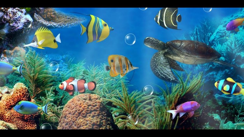 Рыбки для аквариума