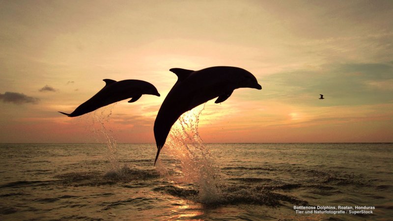 Дельфины в море