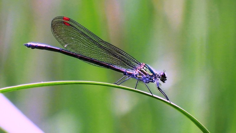 Стрекоза Луговая