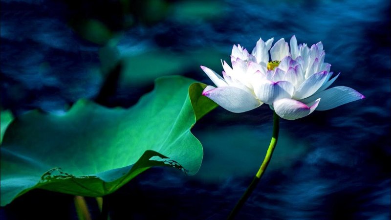 Белый Лотос Nymphaea Lotus