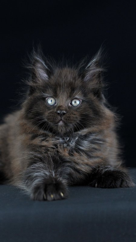 Мейн кун котенок черный маленький