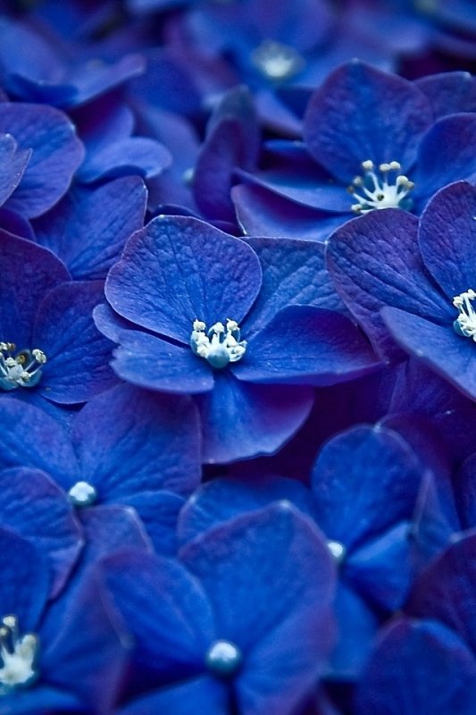 Цветочек голубой