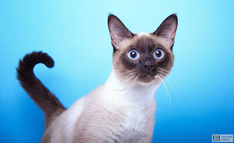 Сиамский Сноу-Шу