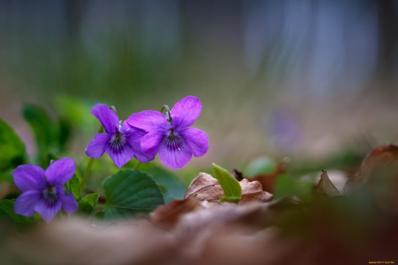 Фиалка душистая РЕН де Бланш