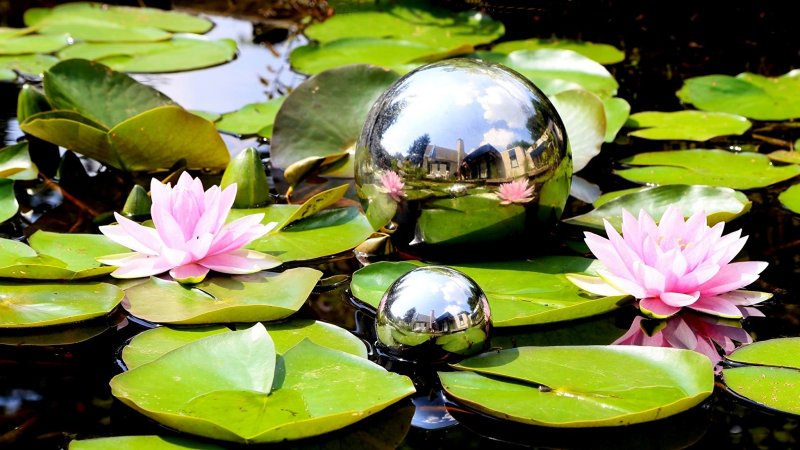 Кувшинки Лотос цветы лотоса