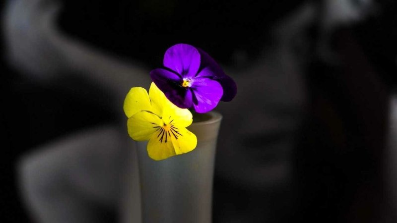 Анютины глазки темно фиолетовые