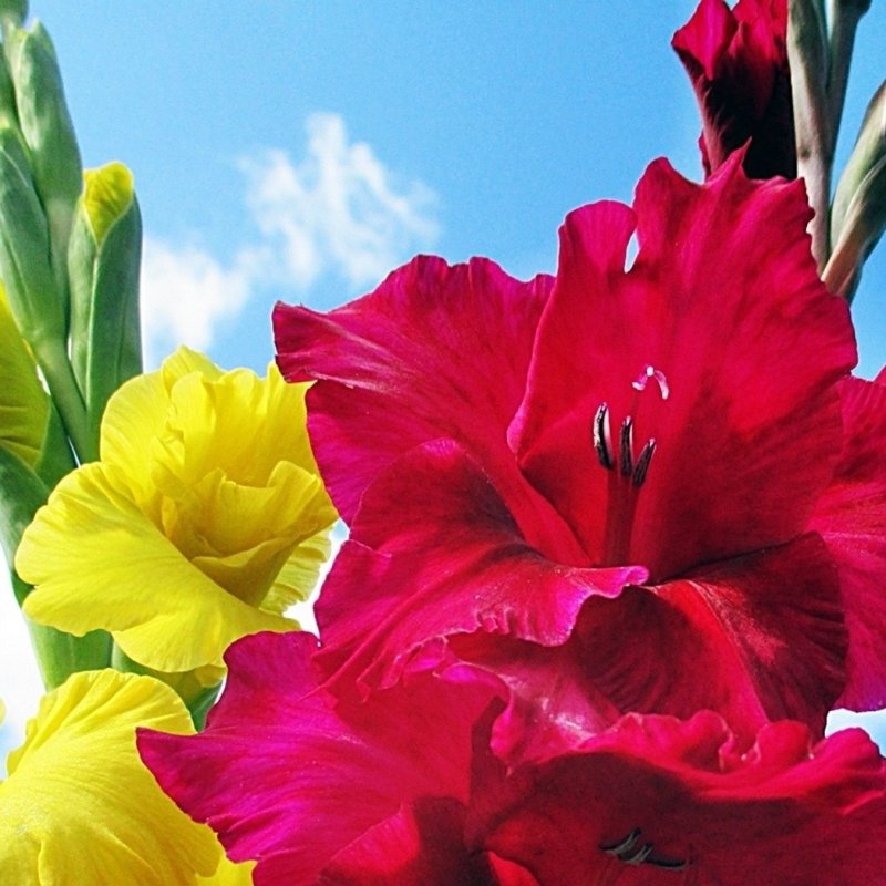 Гладиолус Дмитрий Солунский