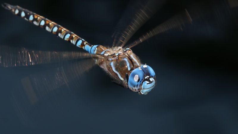 Стрекоза Макросъемка