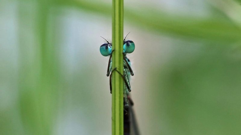 Стрекоза Макросъемка