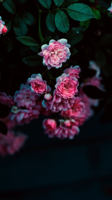 Эстетик фон