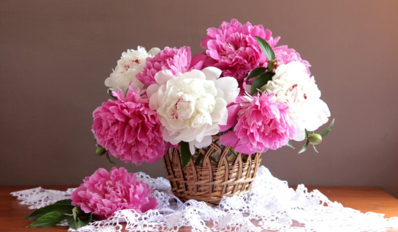 Елизавета Яшина нежные пионы