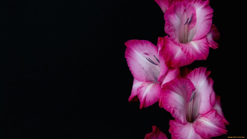 Гладиолус Аланна