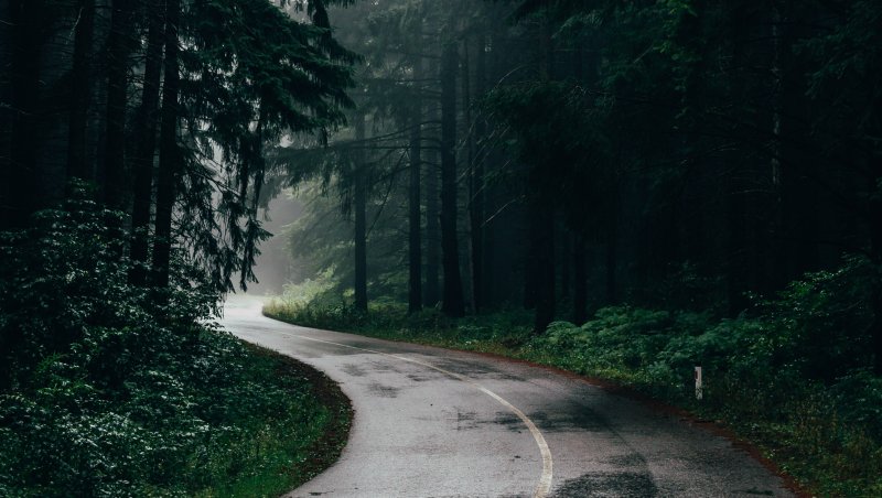 Дорога в лесу