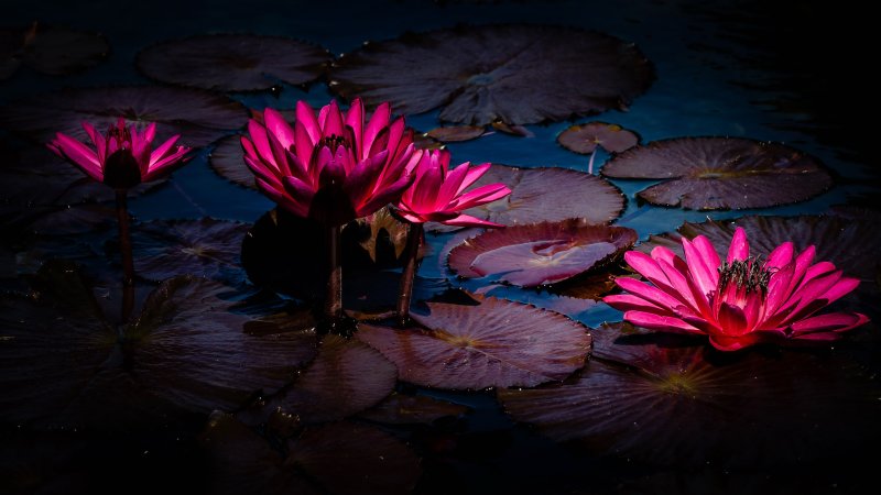 Тропическая нимфея