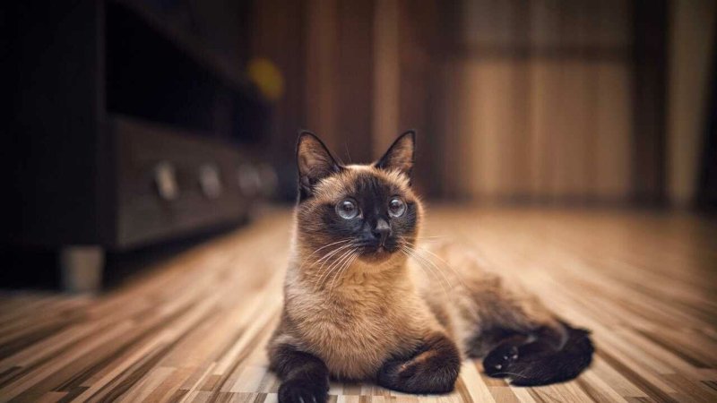 Кошечки на рабочий стол