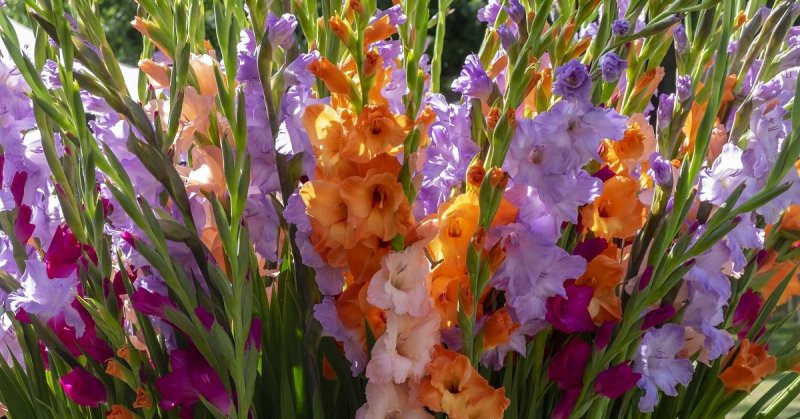 Гладиолус Кэрлесс