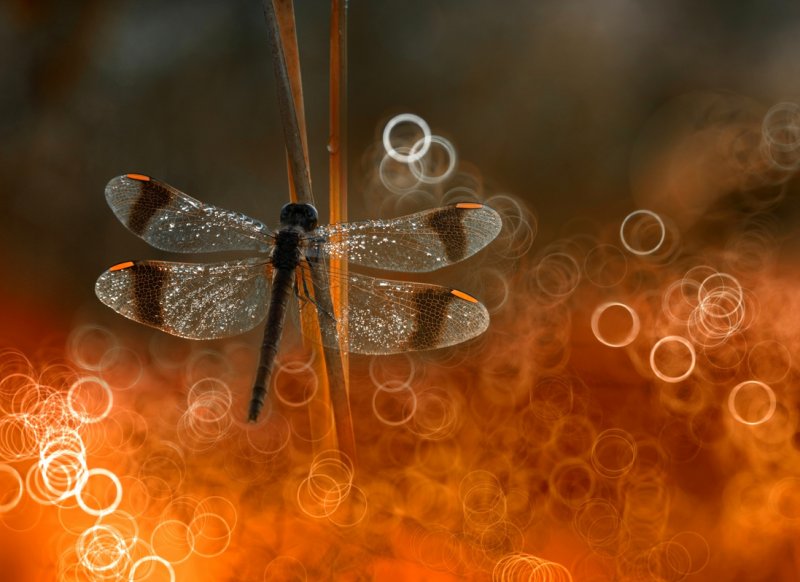 Красивые Стрекозы