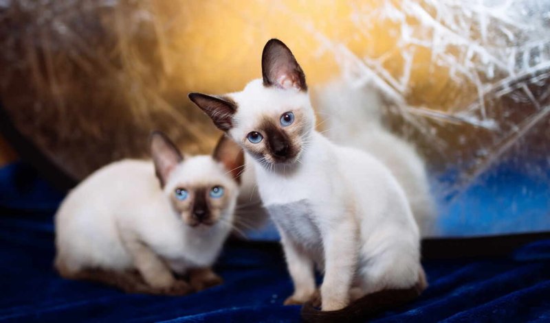 Сиамская и тайская кошка