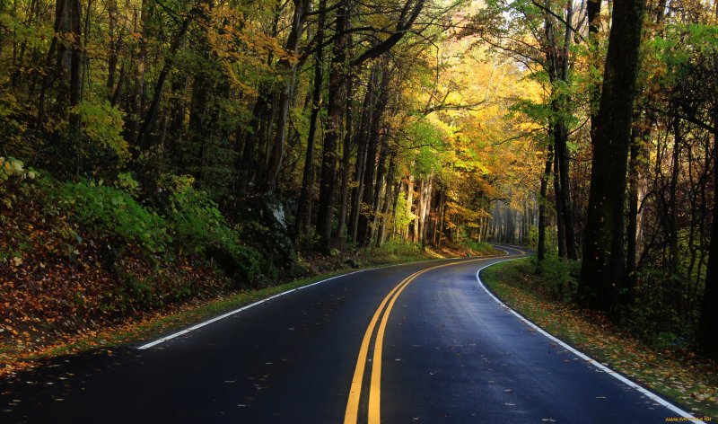 Осенняя дорога в лесу