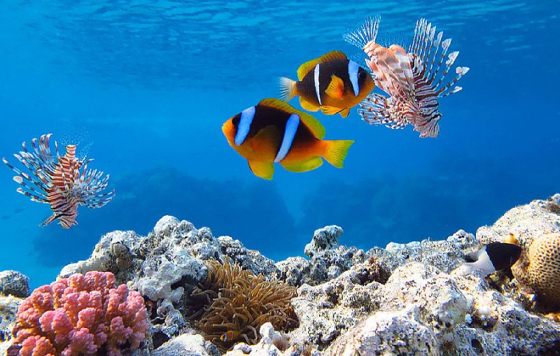 Подводный мир Египта Шарм-Эль-Шейх