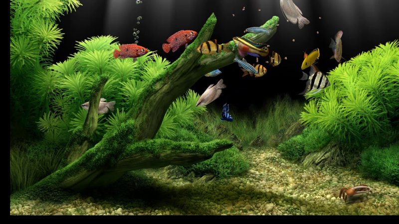 Скринсейвер аквариум