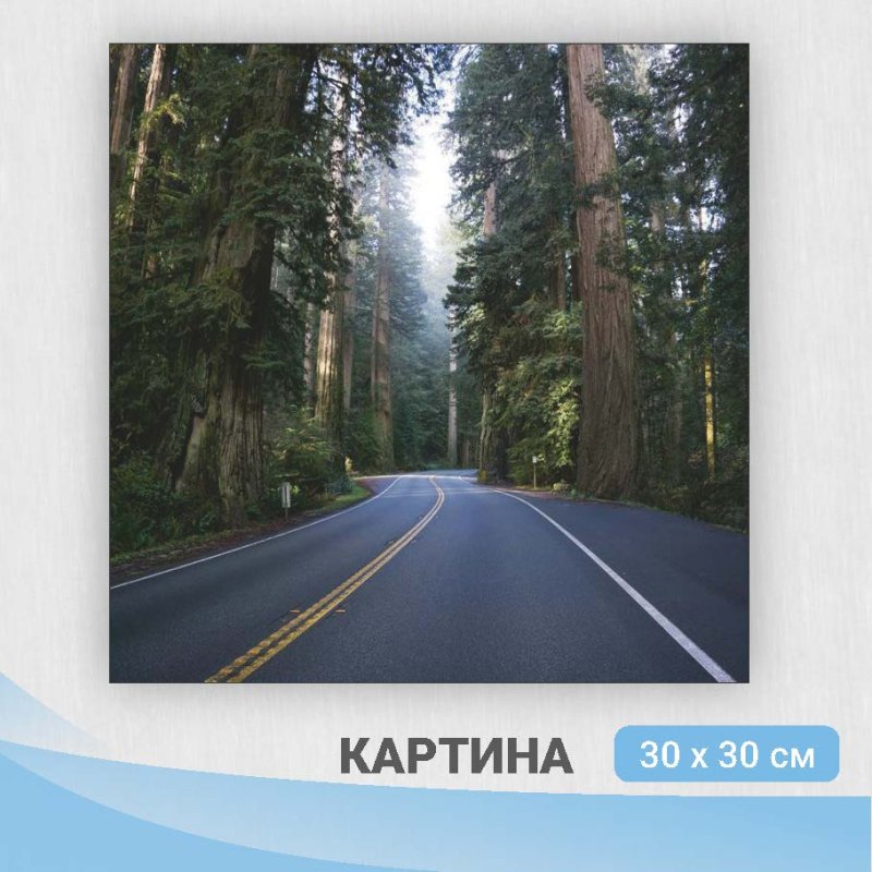 Форкс штат Вашингтон лес