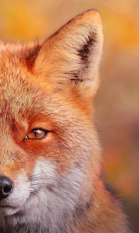 Заставка на телефон лиса
