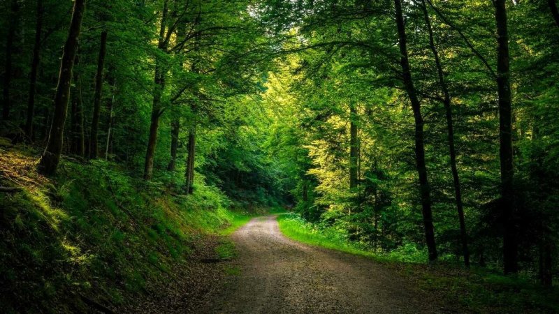 Красивый лес