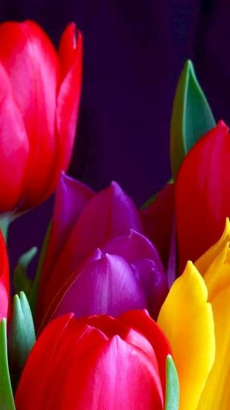 Яркие тюльпаны